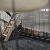 عروس هلندی نر مست