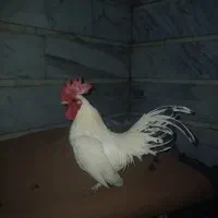 مرغ و خروس|حیوانات مزرعه|قم, بکایی|دیوار