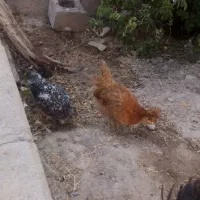 جوجه محلی