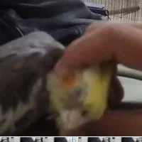 عروس هلندی دارچینی گمشده|حیوانات|رباطکریم, رباطکریم|دیوار