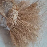 گندم زرد خوشه ای|گل و گیاه طبیعی|اهواز, فاز ۲ پادادشهر|دیوار