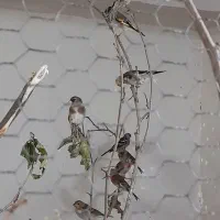 فنچ نرگسی هندی سرلاکی