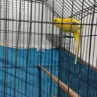 پرنده|پرنده|خرمشهر, |دیوار