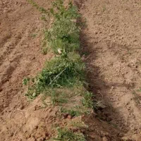 35متر زمین مغازه بر بالای جاده روستای شرفه مغان