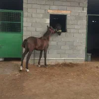 کره نریون 8ماه ترکمن|اسب و تجهیزات اسبسواری|گمیشان, |دیوار