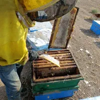 عسل بهاره مرکبات و جنگل