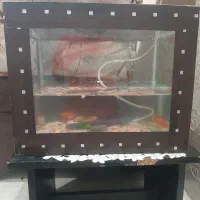 اکواریم با هشت عدد ماهی همراه با پمپ هوا.