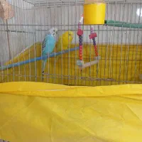 یک جفت مرغ عشق