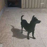 سگ پاکوتاه گم ش ده