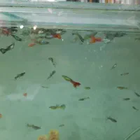 ماهی گوپی|ماهی|فردیس, فردیس|دیوار