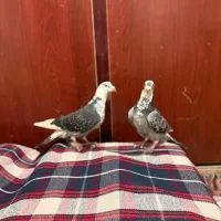 دوتا کفتر ذات دار|پرنده|شیراز, جوادیه|دیوار