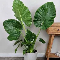 مشاوره گل و گیاهان زینتی و آپارتمانی