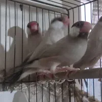 فنچ شکلاتی بالغ 4عدد3ماده1دونه نرفقط650|پرنده|تهران, ارجمندی راد|دیوار