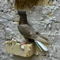 قهوه ای دمسفید ماده بشرط تخموجوجه|پرنده|شیراز, حومه شیراز|دیوار