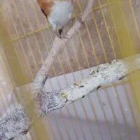 سهره|پرنده|ملارد, |دیوار