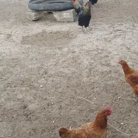 دوتا خروس جوان بفروش میرسد|حیوانات مزرعه|خواجه, |دیوار