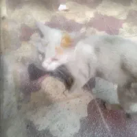 گربه