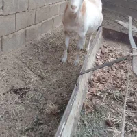 بز سانن|حیوانات مزرعه|سلامی, |دیوار