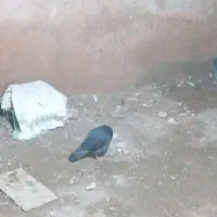 زاغ|پرنده|اسفراین, |دیوار