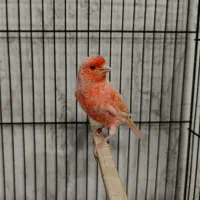 قناری نرمستخون ماده اماده|پرنده|مشهد, چهنو|دیوار