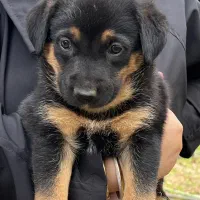 توله ژرمن شپرد|سگ|رحیم‌آباد, |دیوار