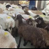دام زنده گوسفند نر جوان جهت قربانی کل تهران و کرج|حیوانات مزرعه|تهران, شهرک آزادی|دیوار