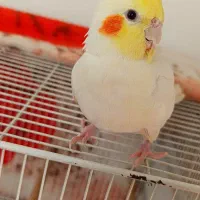 جفت عروس هلندی لوتینو با جوجه