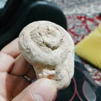 فسیل حلزون|کلکسیون اشیاء عتیقه|شیراز, کوشک میدان|دیوار