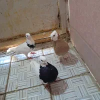 کبوتر طوقی|پرنده|شیراز, شهرک کوشکک|دیوار