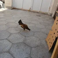 مینیاتوری فونیکس|حیوانات مزرعه|قم, محمد آباد|دیوار