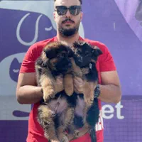 ژرمن شپرد کینگ موبلند بلک فیس