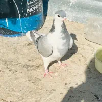 خرقه زنجیره ای گم شده