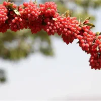 خریدار زرشک  شاخه