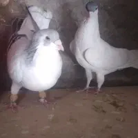 بدرنگ وشسی کبود