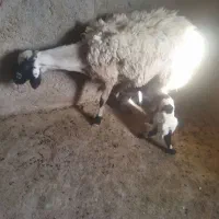 سرمایه گذاری|حیوانات مزرعه|گراش, |دیوار