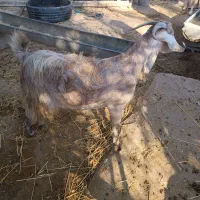 بز آبستن و کهره نر|حیوانات مزرعه|اهرم, |دیوار