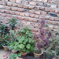 فر ش گل های متنوع|گل و گیاه طبیعی|سلماس, |دیوار