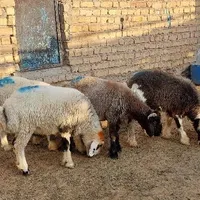 بره نر درجه یک چاق بره ماده|حیوانات مزرعه|مرودشت, دولت آباد|دیوار