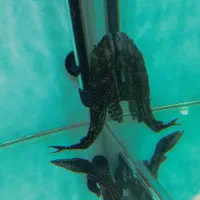 ماهی لجنخوار 20cmمعاوضه با بخاری آکواریوم|ماهی|محمدشهر, شهرک پیام (مهرالبرز)|دیوار