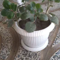 گل های آپارتمانی|گل و گیاه طبیعی|کرمانشاه, |دیوار