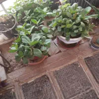 تموم گلها حراج واقعی|گل و گیاه طبیعی|فولادشهر, مسکن مهر فولادشهر|دیوار