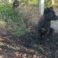 توله سگ گمشده|حیوانات|ارومیه, |دیوار