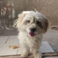 سگ پاه کوتا