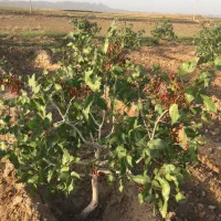 یک ساعت آب و باغ پسته فروشی روستای سیوکی|فروش دفتر صنعتی، کشاورزی، تجاری|تربت‌حیدریه, پائین ولایت|دیوار