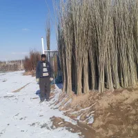 موجود نهال زود رس و دیررس|خدمات باغبانی و درختکاری|سنندج, |دیوار