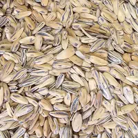 ۱ نفر اقا .کار در آجیل تخمه داغ بهروز