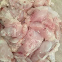 بچه فیله مرغ
