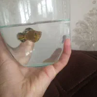 ماهی آکواریومی نر