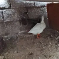 اروک نر و ماده