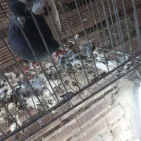 کبوترقارنی قره وککیلی